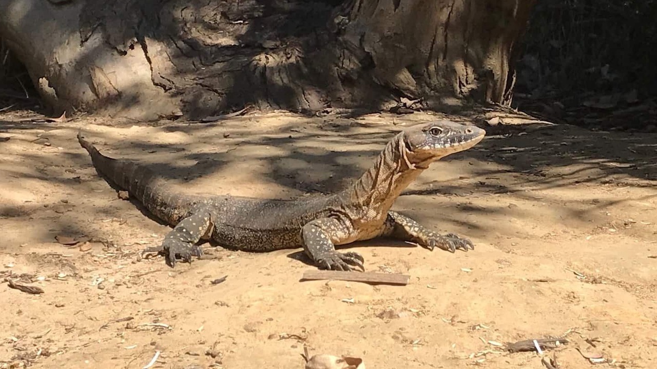 Photo of Others in Seddon