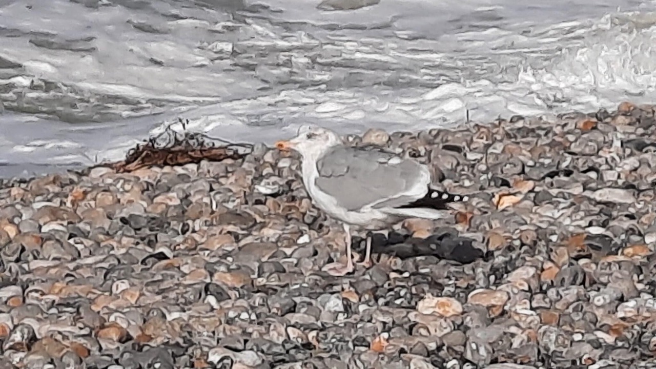 Photo of Outdoor in Cayeux-sur-Mer