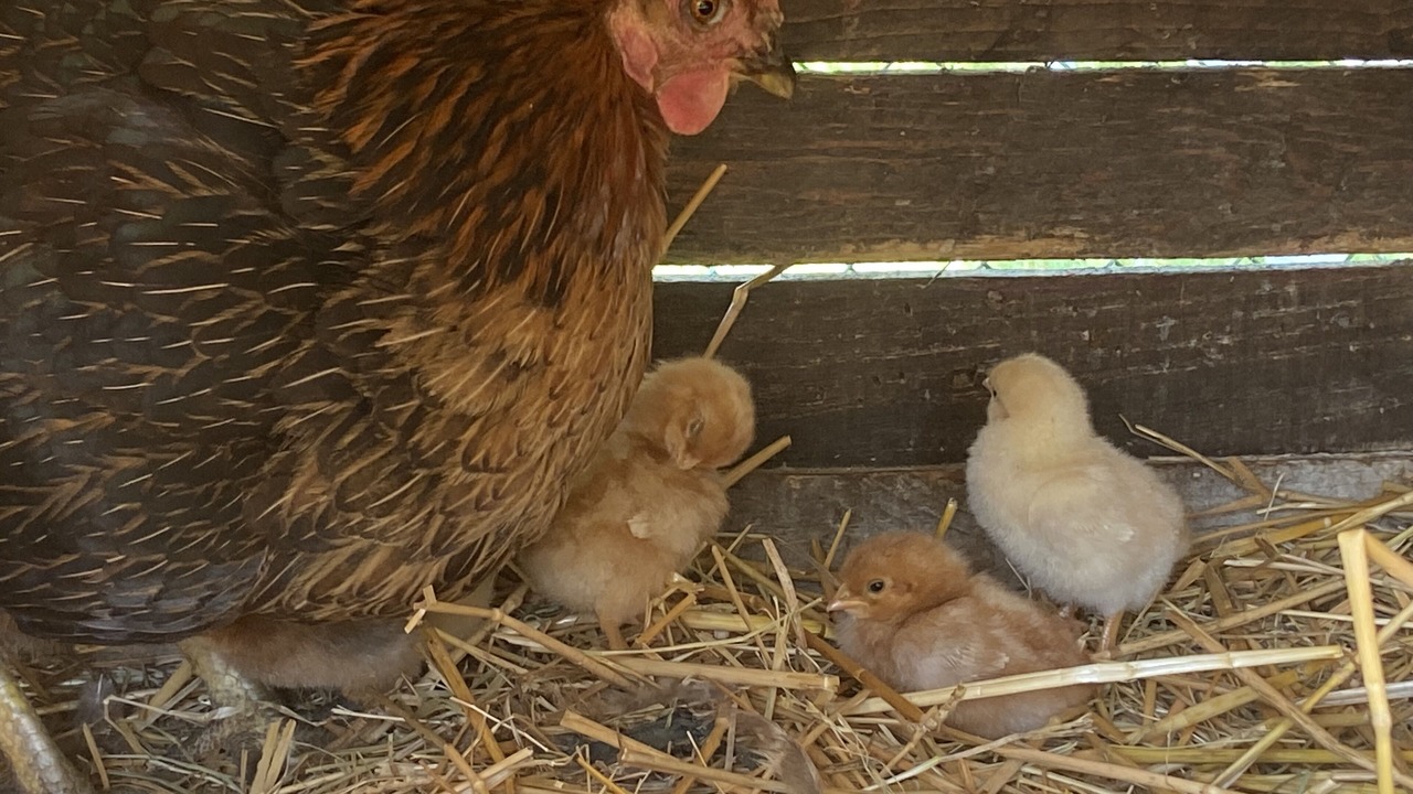 Photo of Others in Soindres