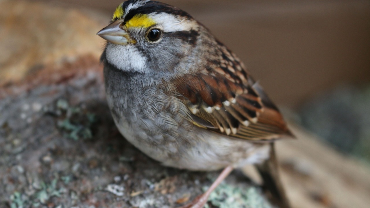 Photo of Others in Indian Lake