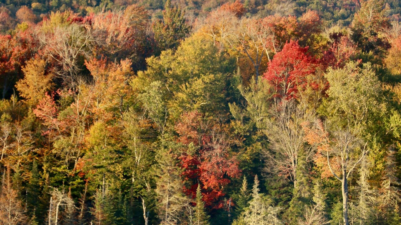Photo of Others in Indian Lake