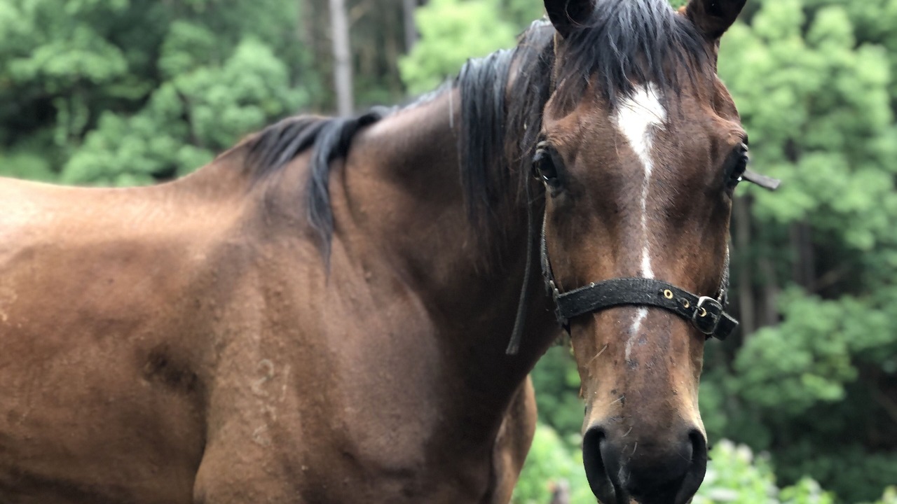 Photo of Others in Currumbin Valley