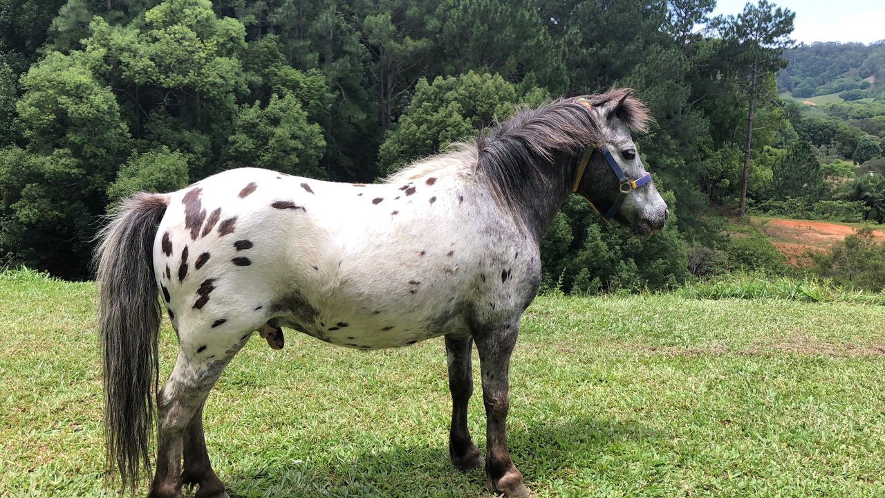 Photo of Outdoor in Currumbin Valley