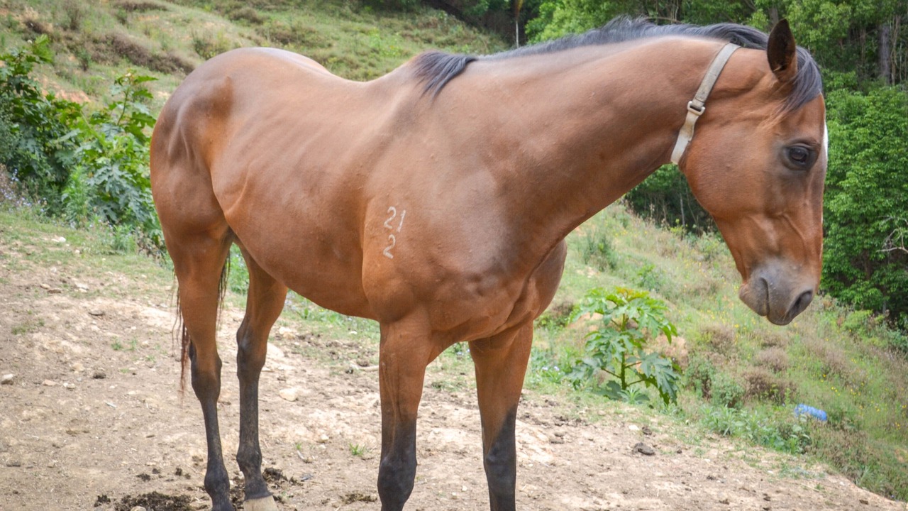 Photo of Others in Currumbin Valley