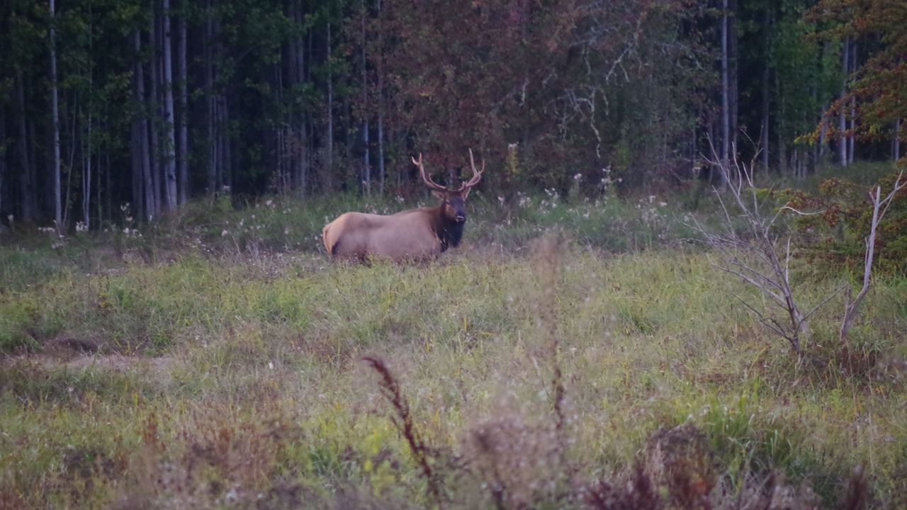 Photo of Outdoor in Sequim