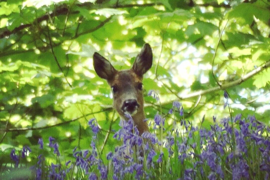 Photo of Outdoor in Pitlochry