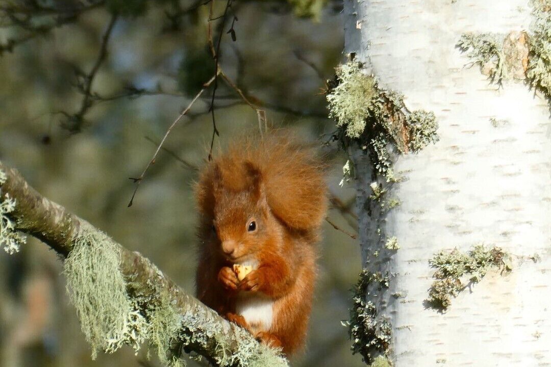 Photo of Outdoor in Pitlochry