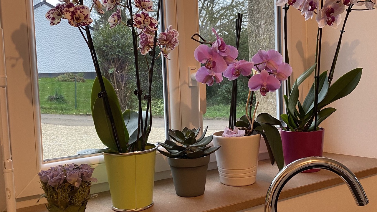 Photo of Others in Baguer-Morvan