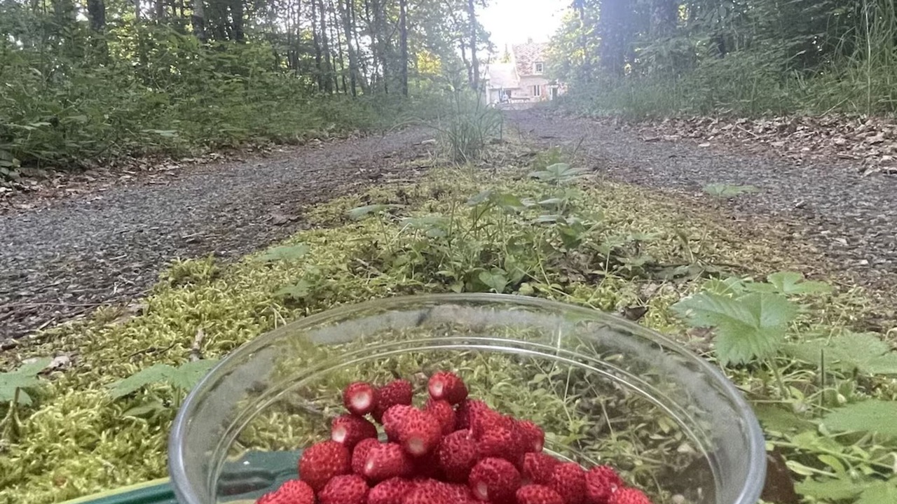 Photo of Others in Darazac