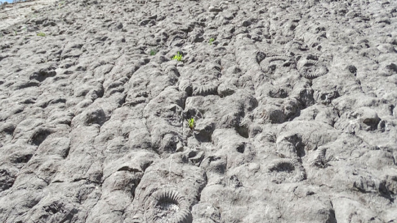 Photo of Others in Selonnet