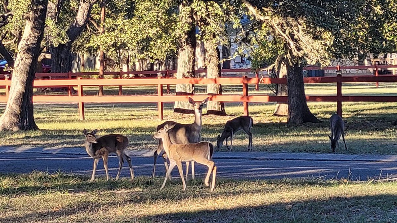 Photo of Outdoor in Boerne
