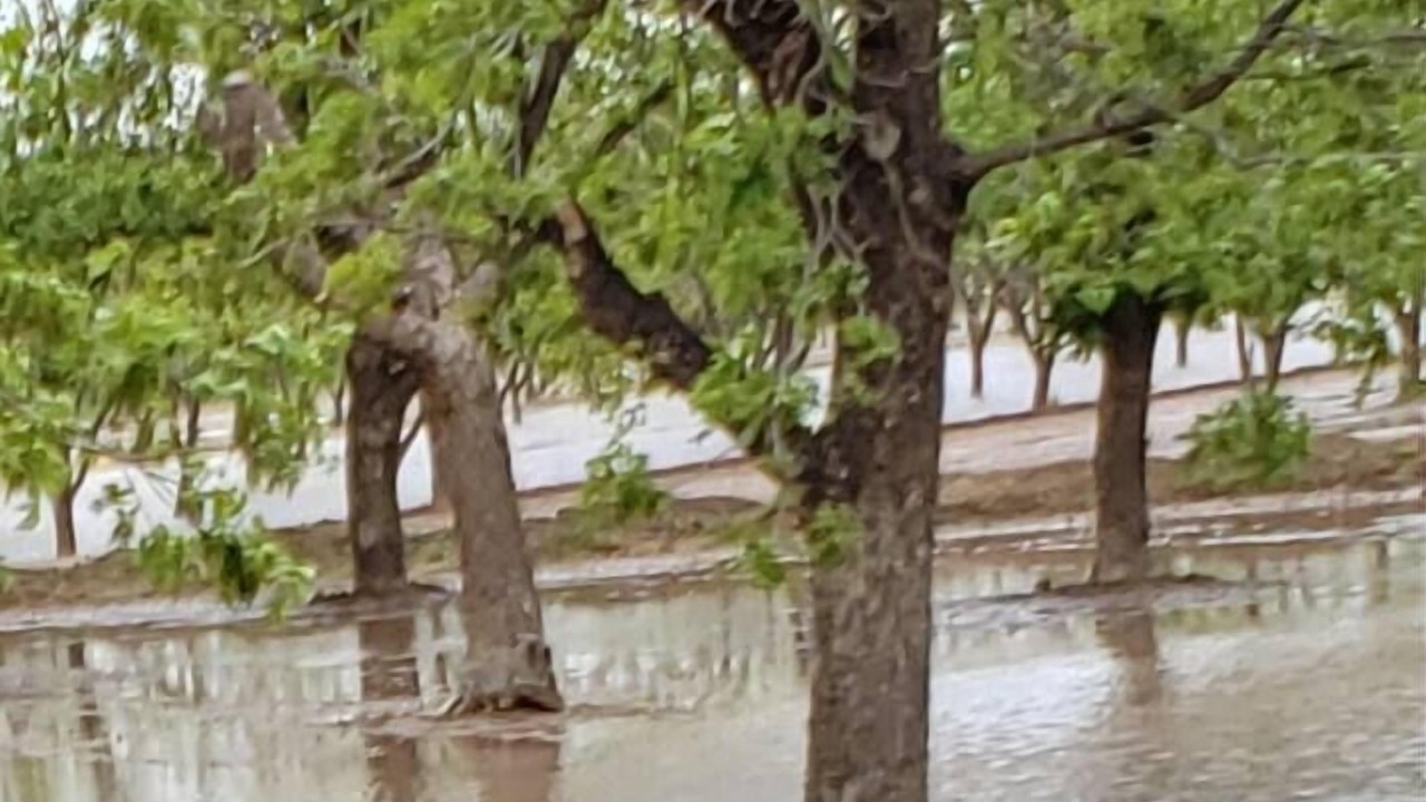 Photo of Others in Mesilla Park