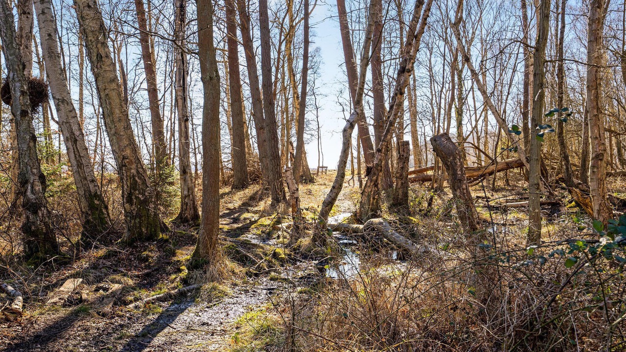 Photo of Others in Stege