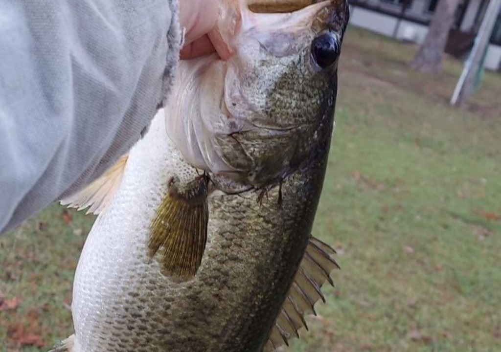 Photo of Others in Hemphill