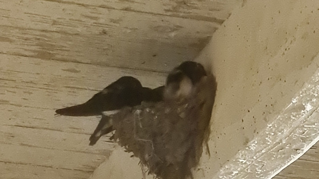 Photo of Others in Taillant