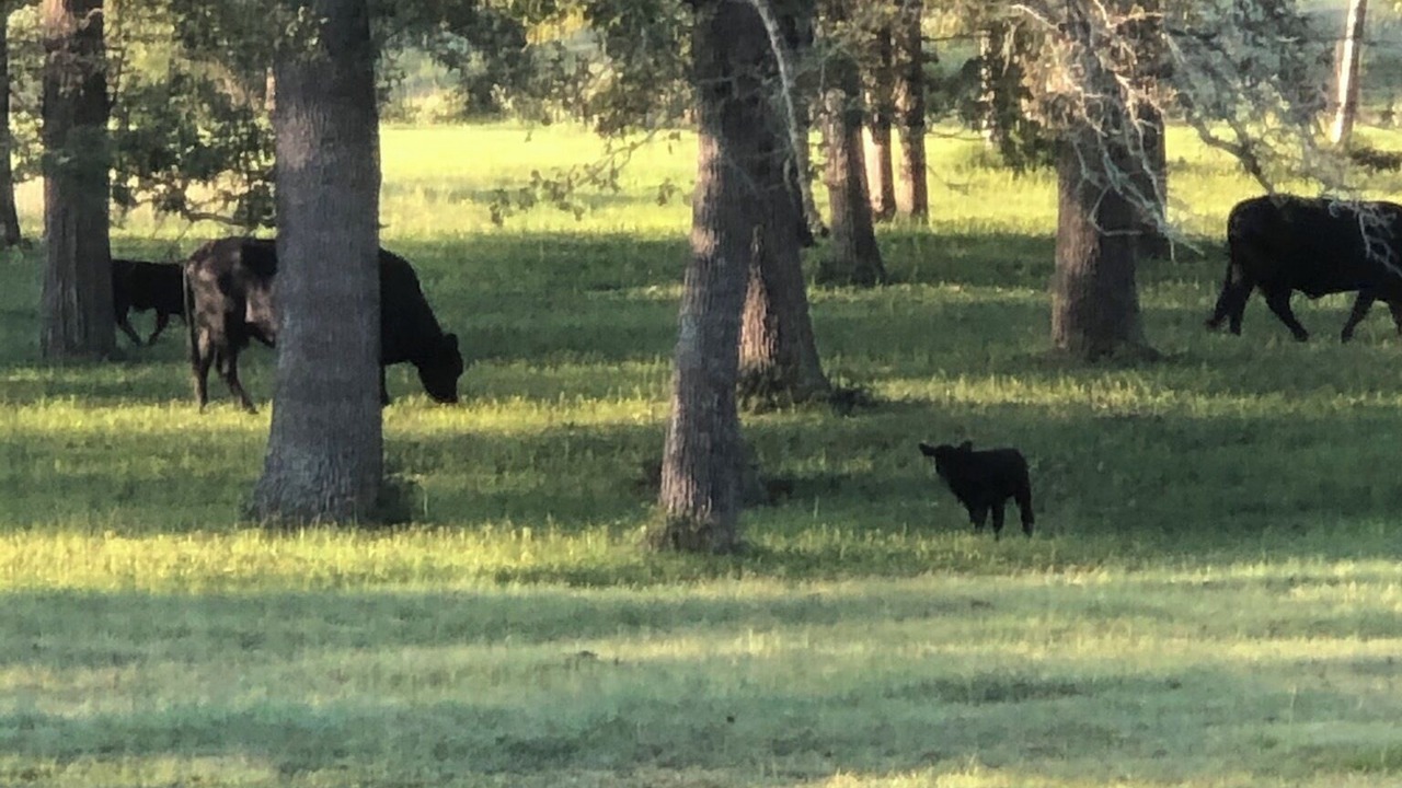 Photo of Others in Brenham