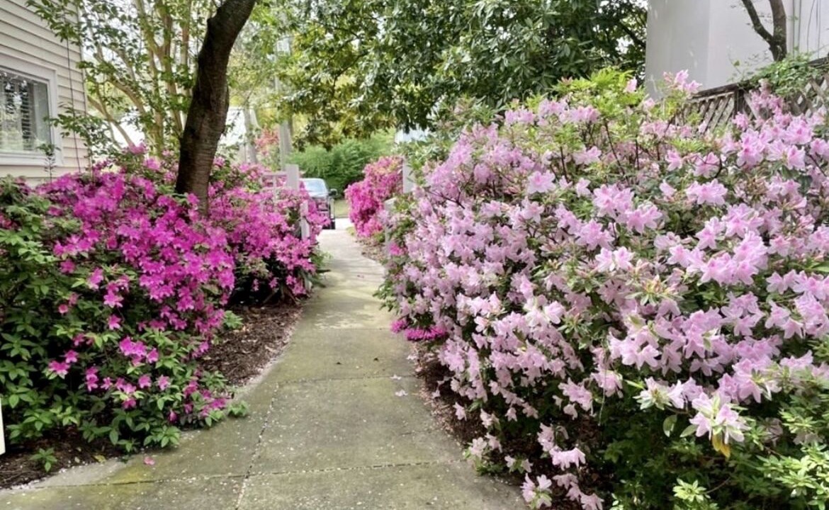 Photo of Outdoor in Summerville