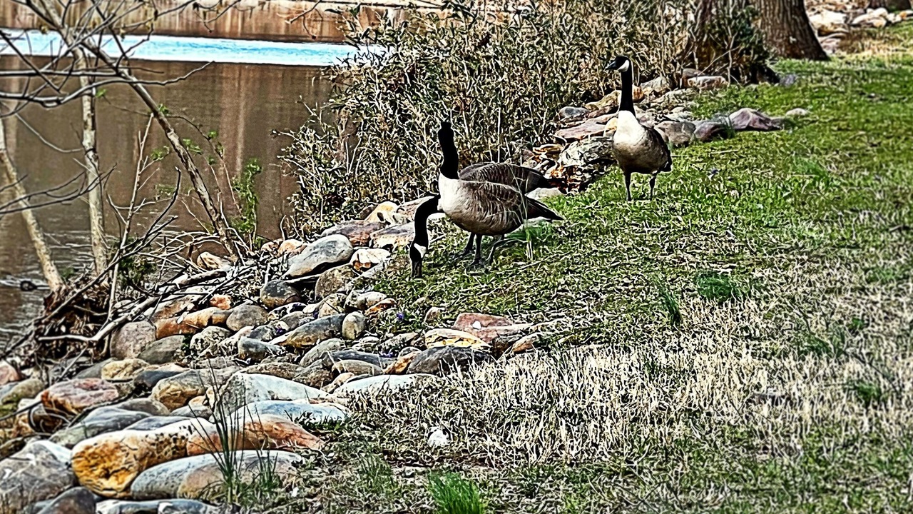 Photo of Others in Pigeon Forge