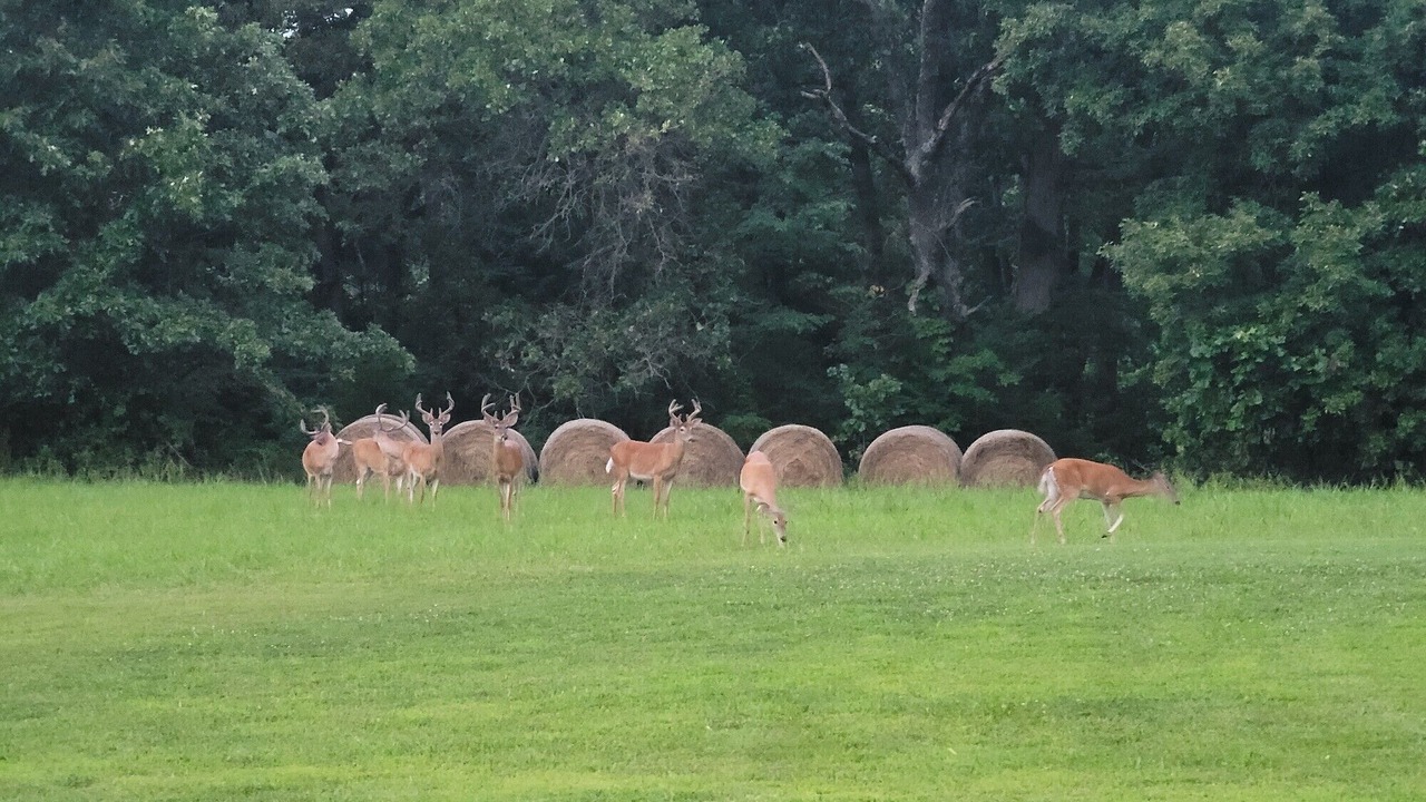 Photo of Others in Marshfield