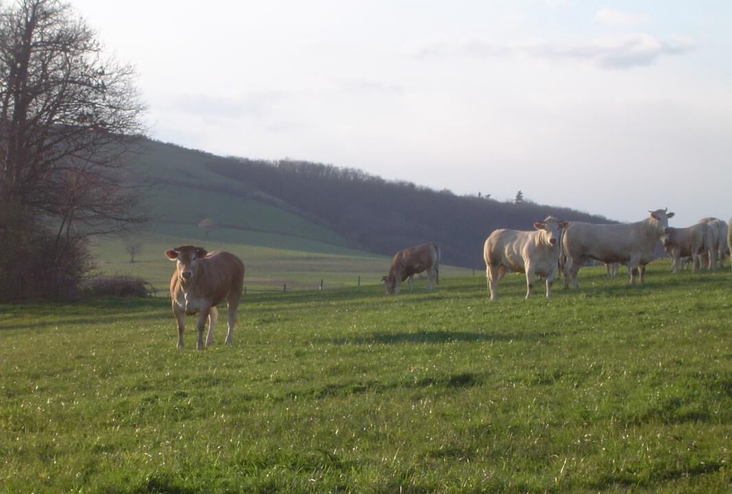 Photo of Outdoor in Condrieu