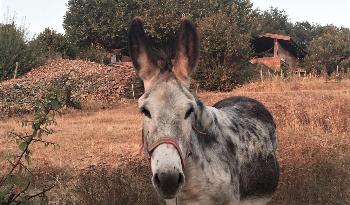 Photo of Outdoor in Charnay