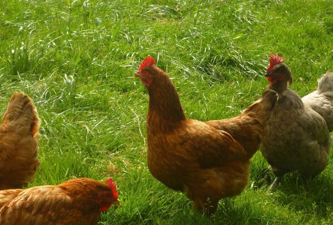 Photo of Outdoor in Joux