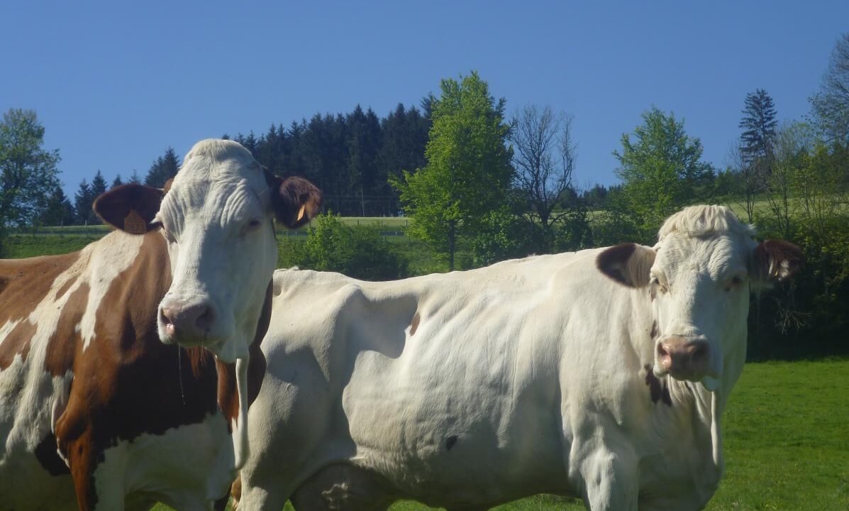 Photo of Others in Joux