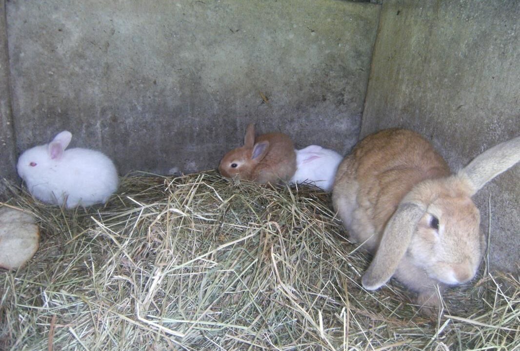 Photo of Others in Joux