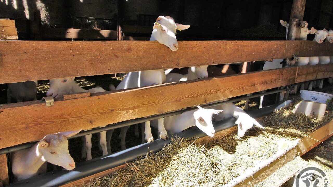 Photo of Others in Pomeys