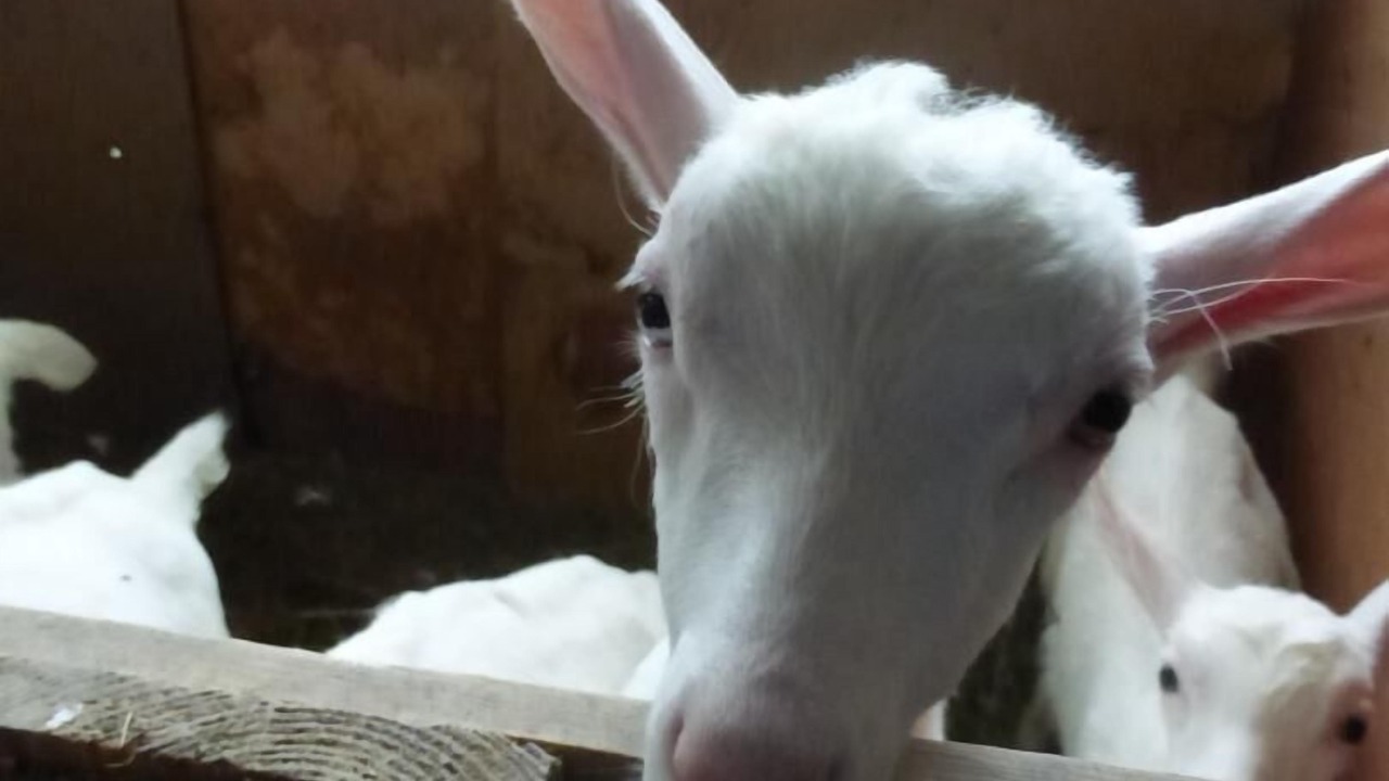 Photo of Others in Pomeys