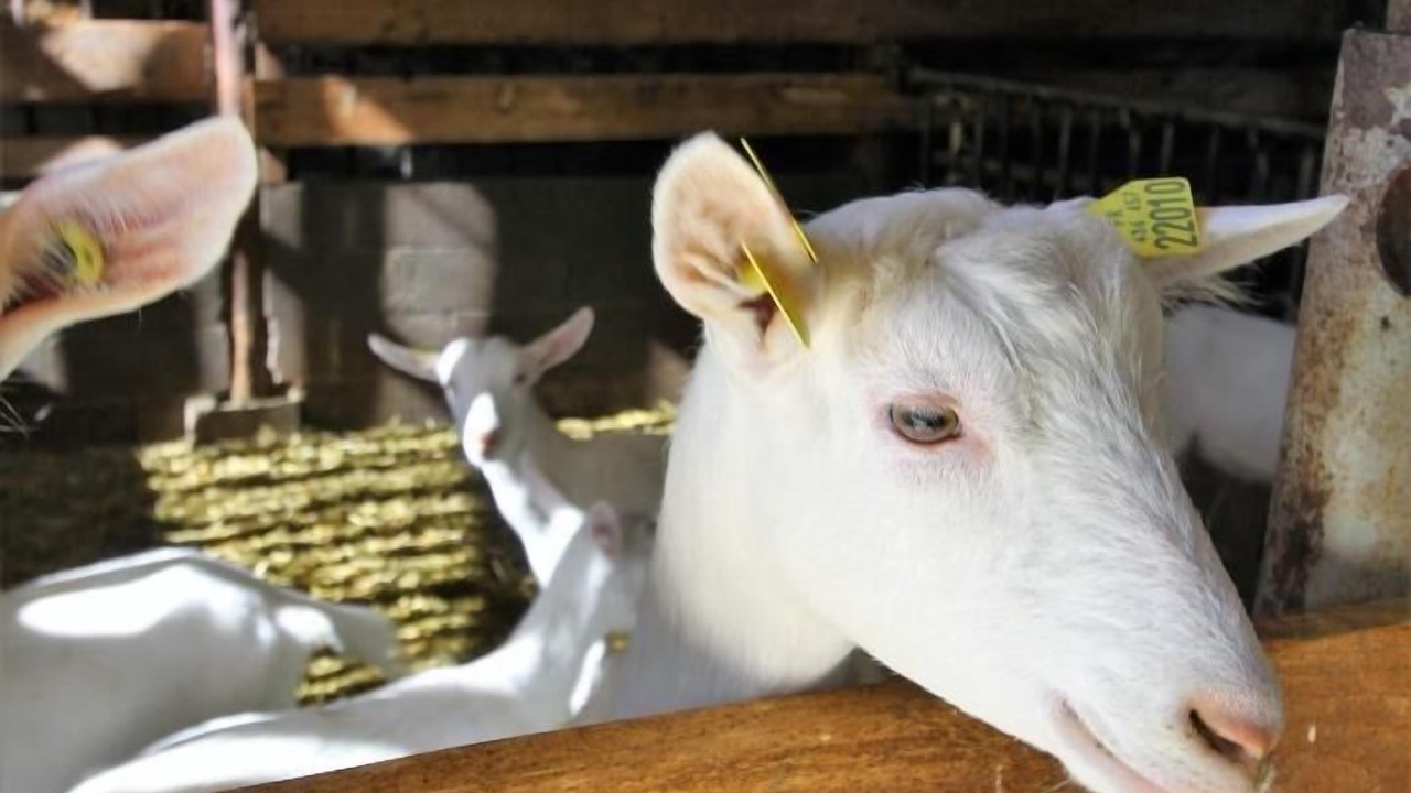 Photo of Others in Pomeys