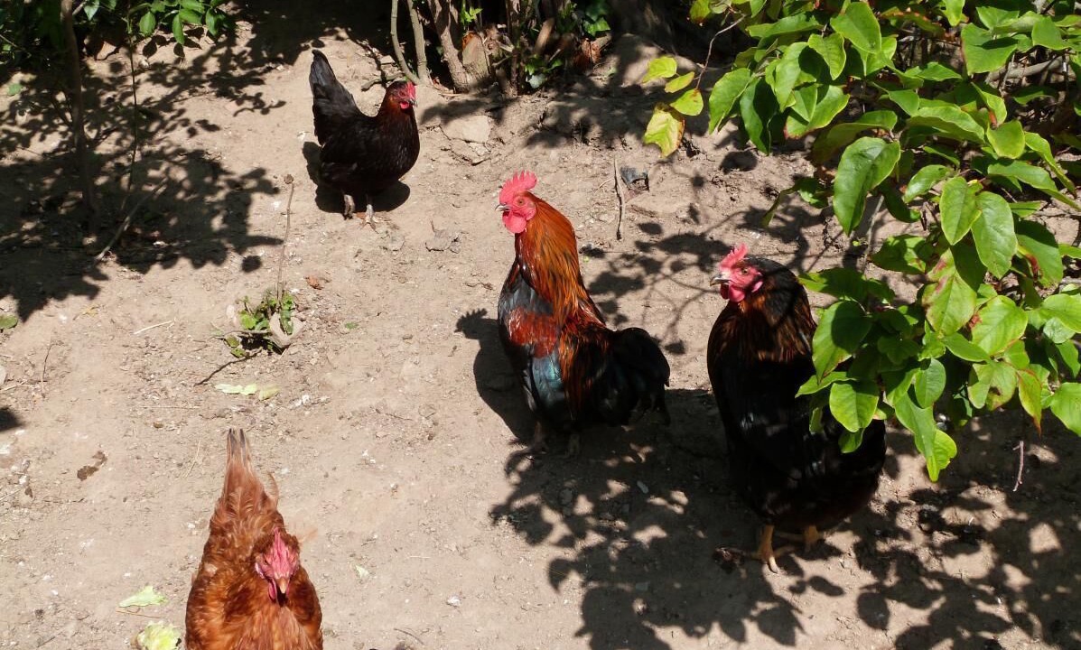 Photo of Outdoor in Pomeys