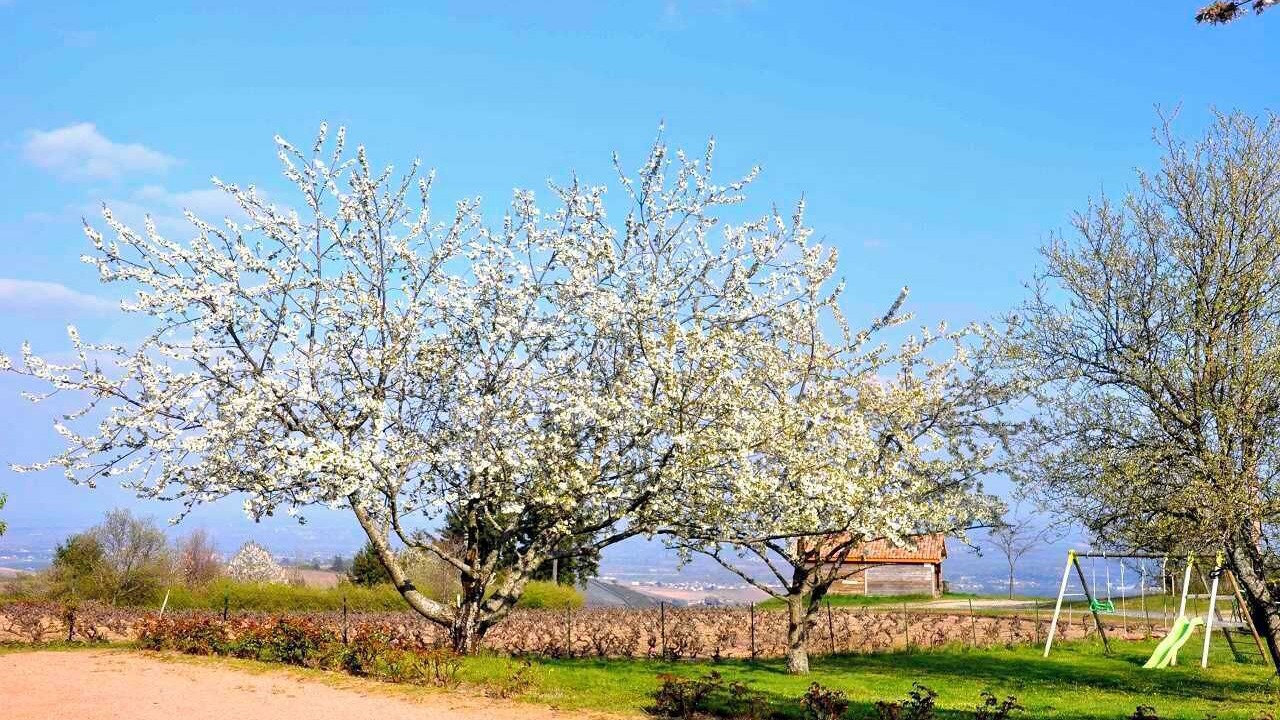 Photo of Others in Fleurie