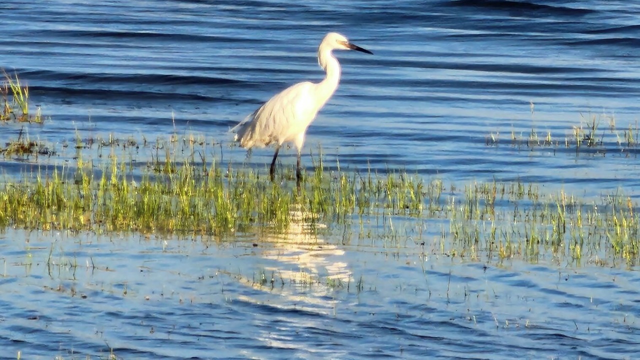Photo of Others in Red Fish Cove
