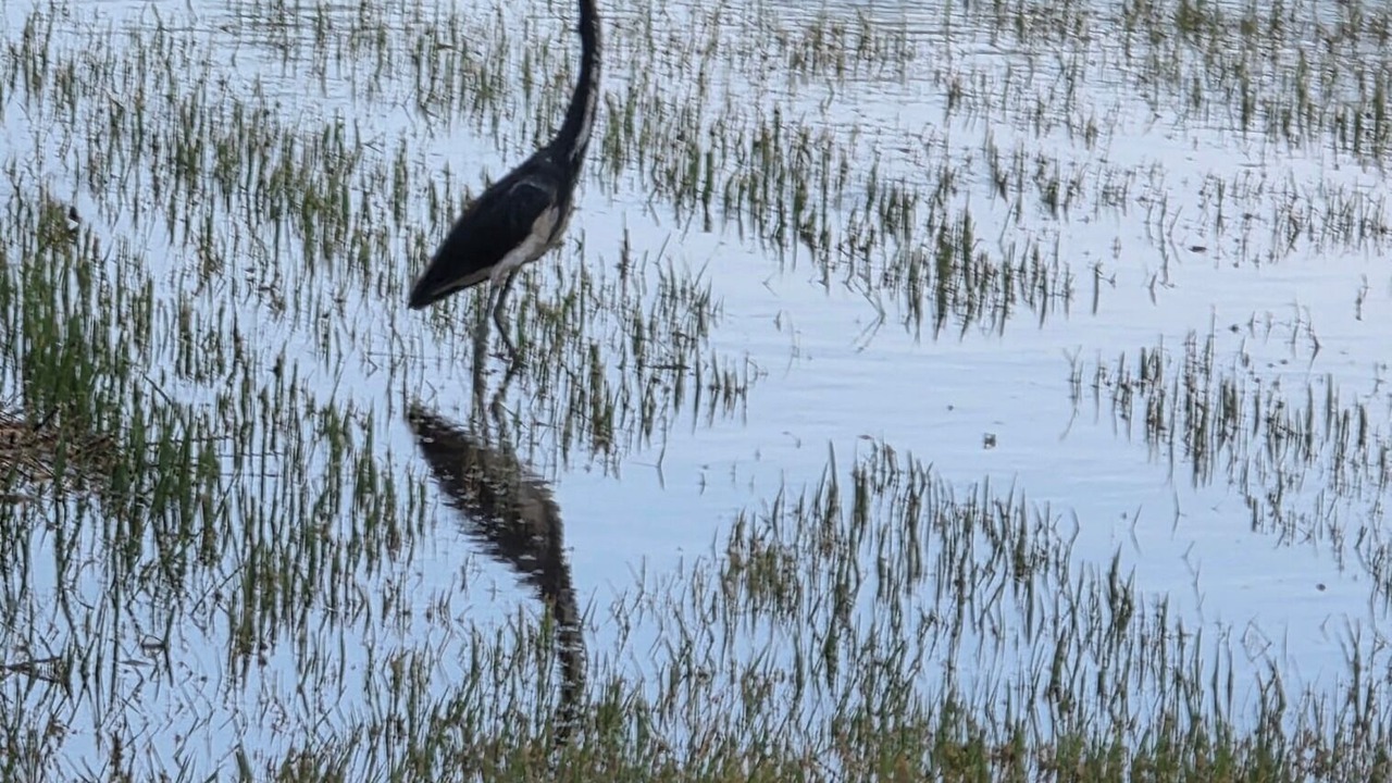 Photo of Others in Red Fish Cove