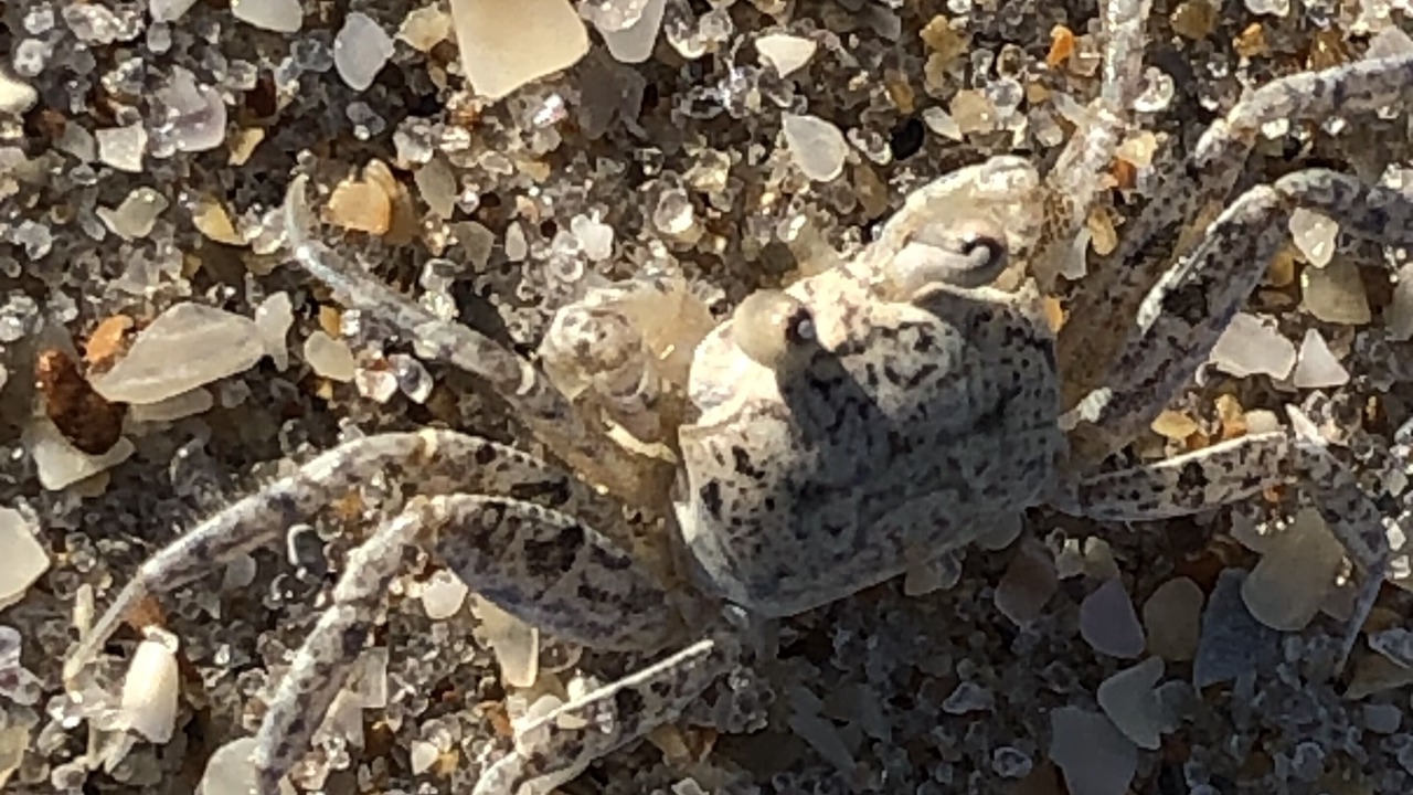 Photo of Others in New Melbourne Beach