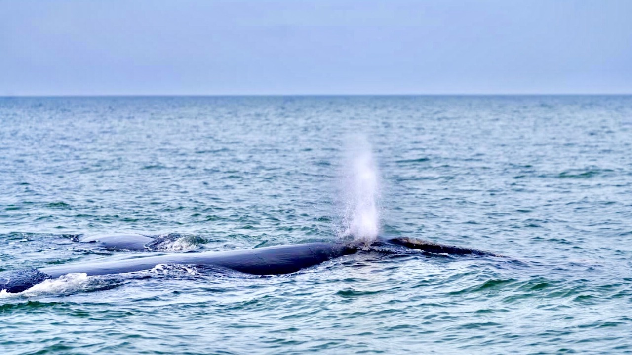 Photo of Others in New Melbourne Beach