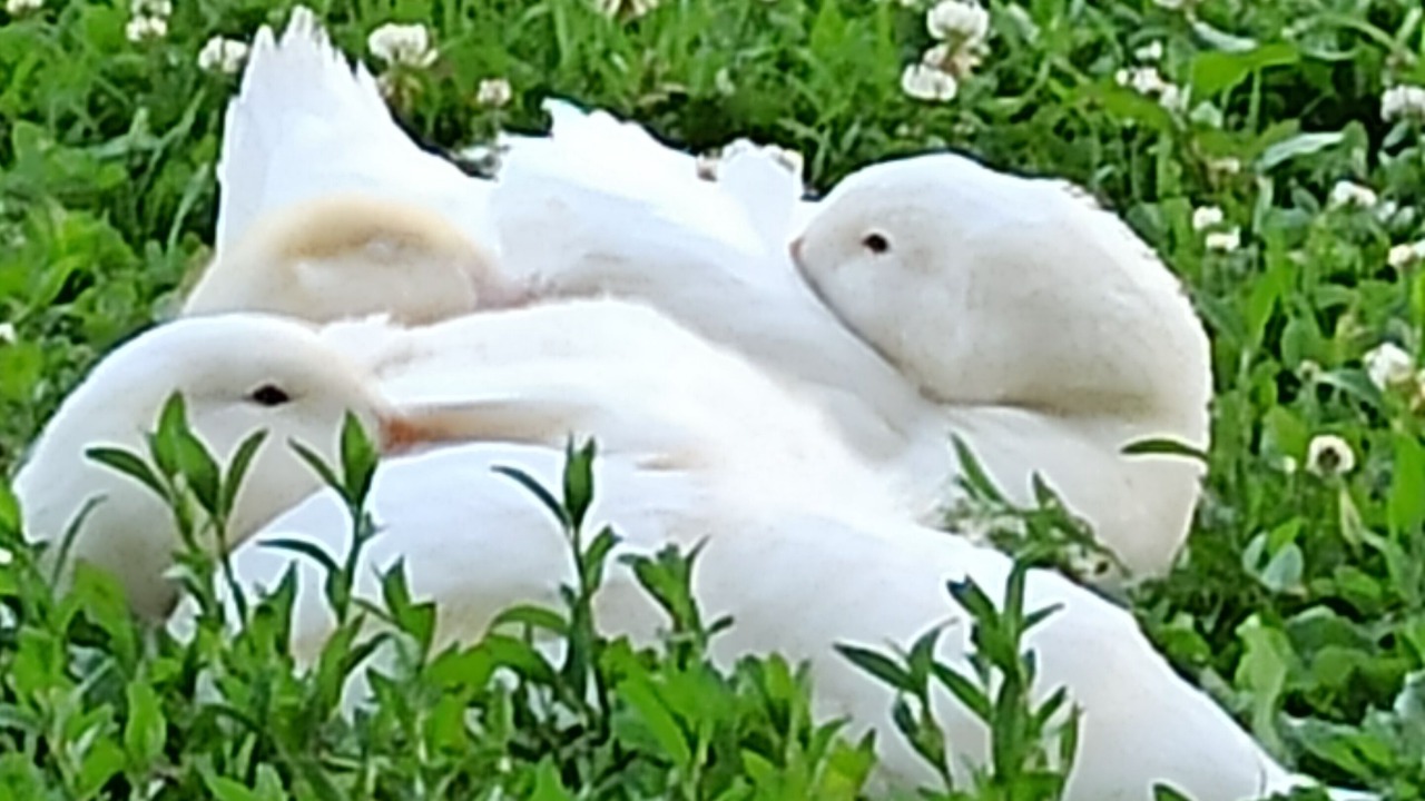 Photo of Outdoor in Noyant-Villages