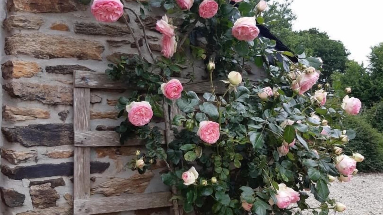 Photo of Outdoor in Plouguenast