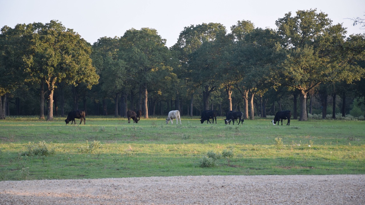 Photo of Others in Bryan