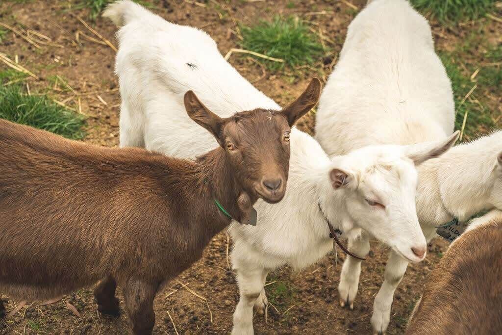 Photo of Others in Monegeetta