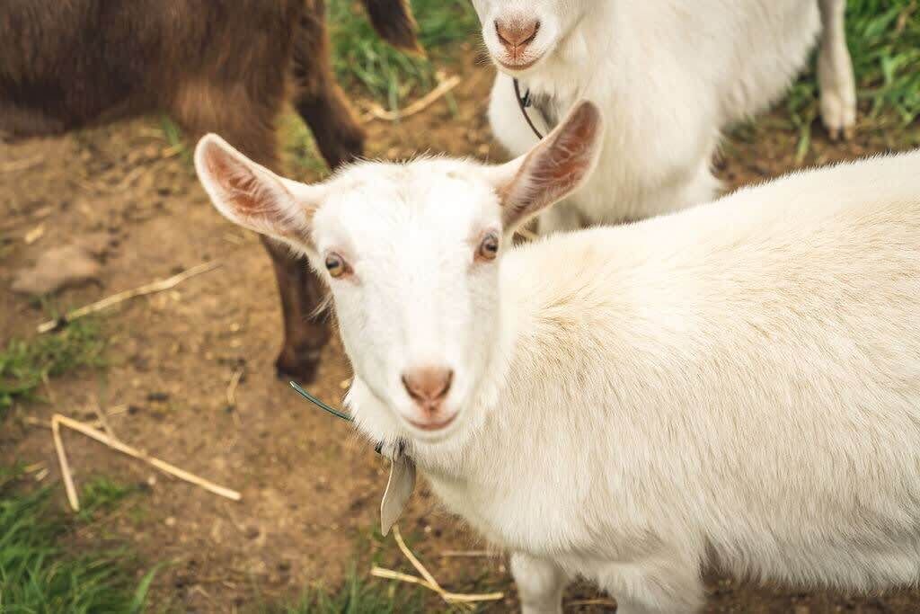 Photo of Bedroom in Monegeetta
