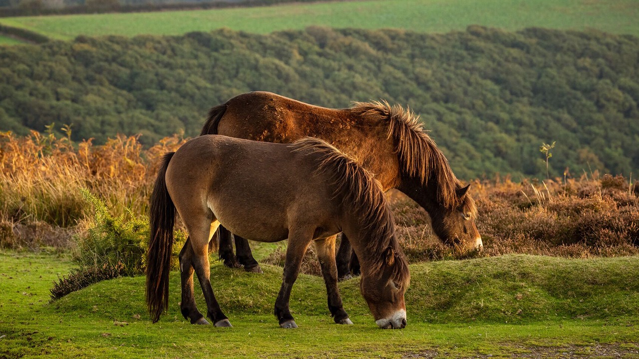Photo of Outdoor in Willand