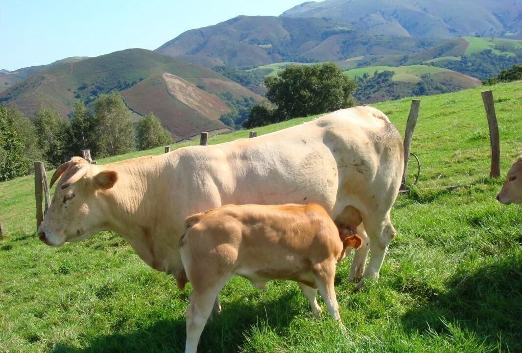 Photo of Outdoor in Bidarray