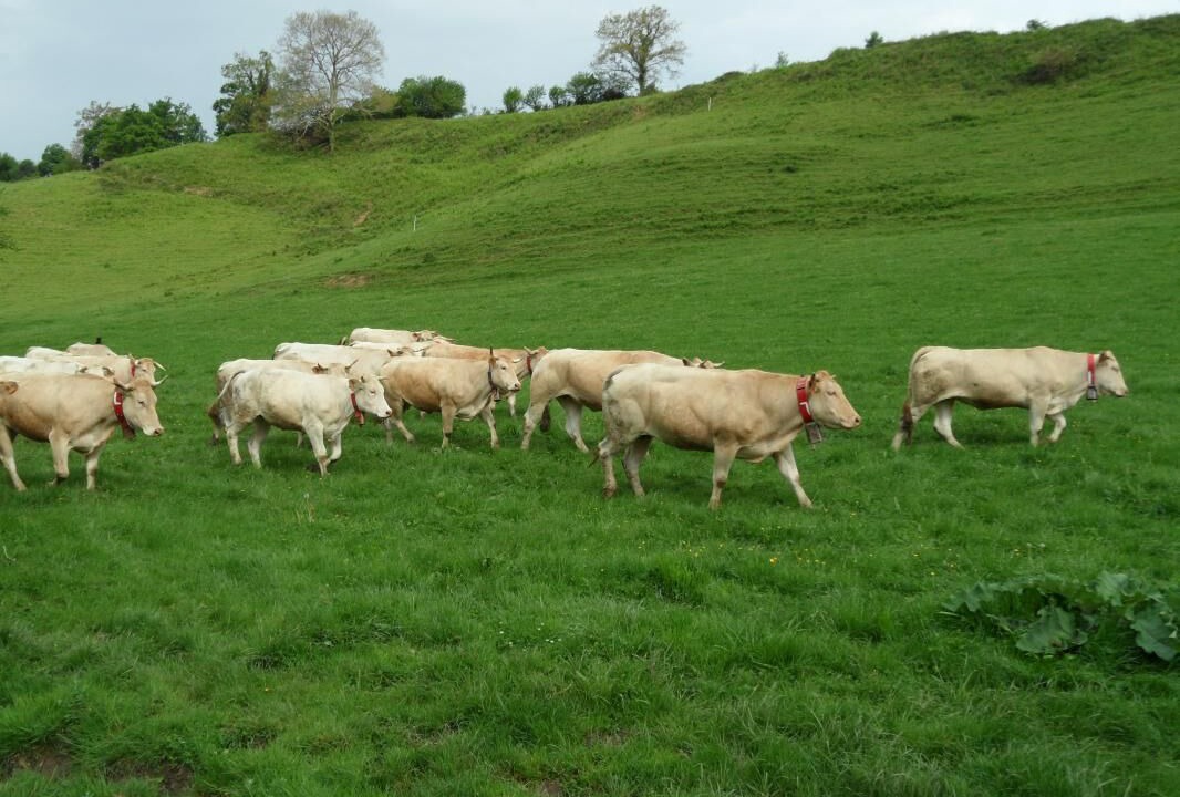 Photo of Outdoor in Arette