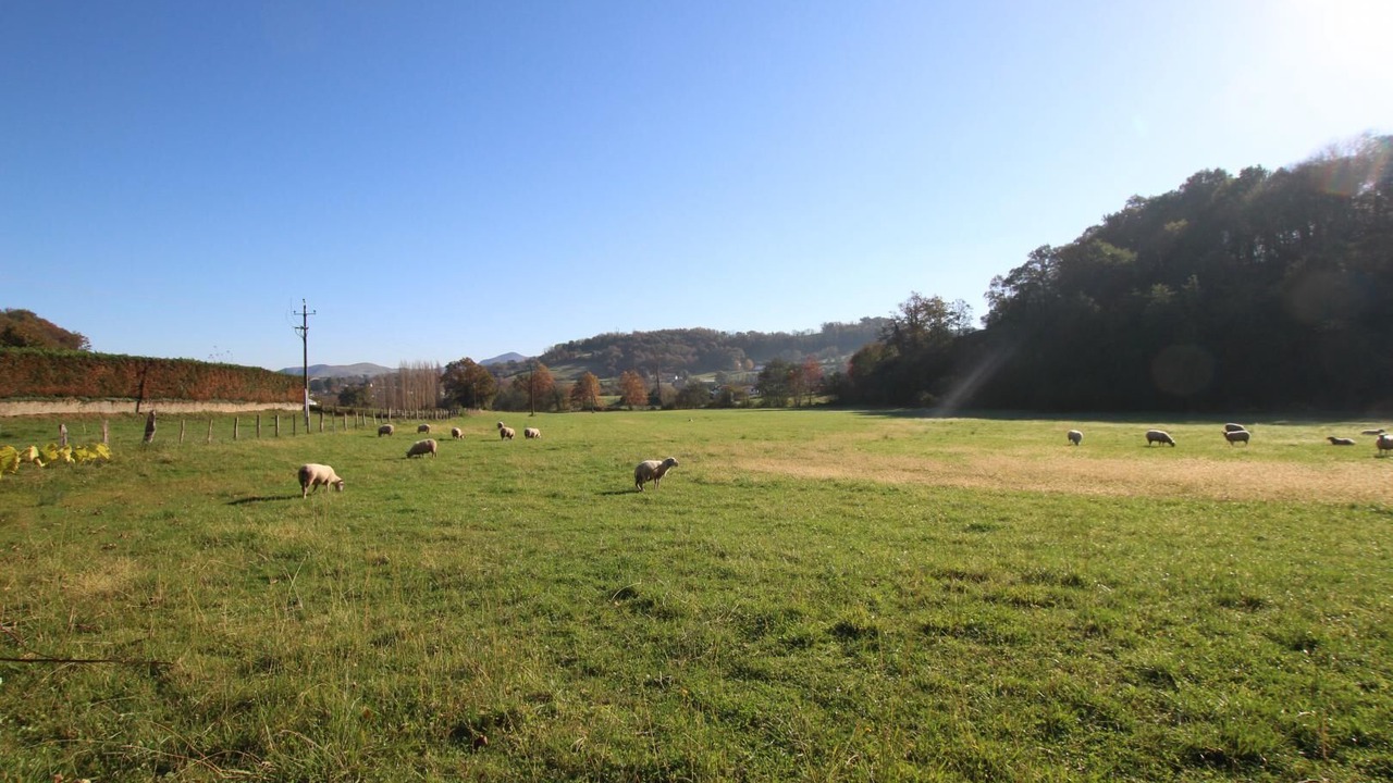 Photo of Others in Lasse