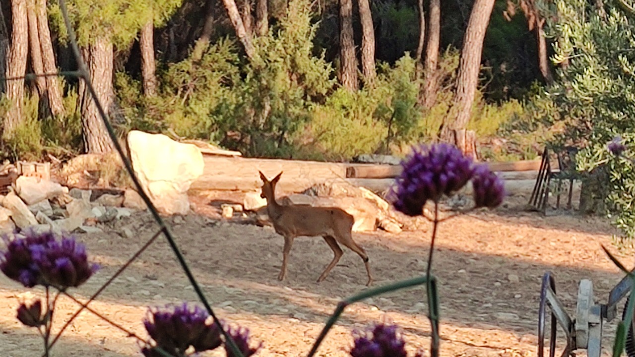 Photo of Outdoor in La Portellada