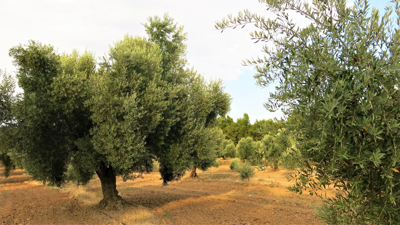 Photo of Outdoor in La Portellada