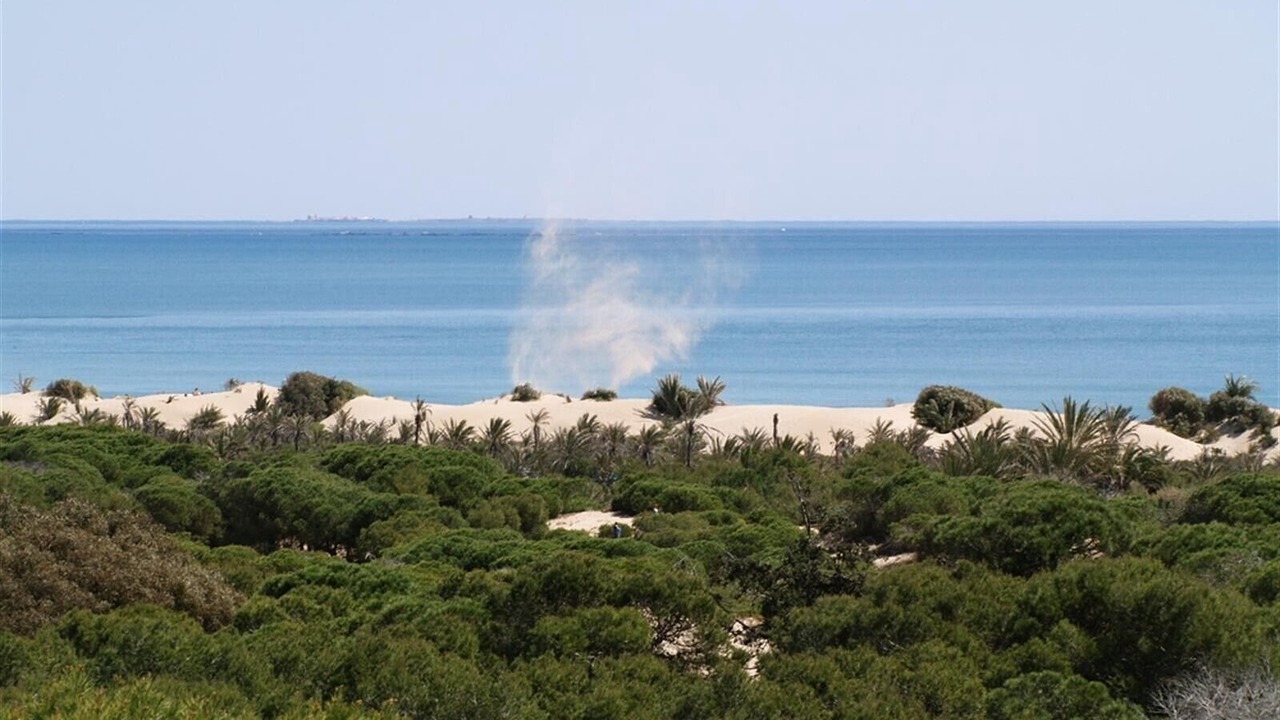 Photo of Others in Guardamar del Segura