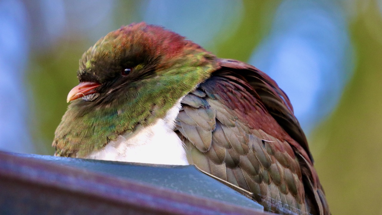 Photo of Others in Te Tii